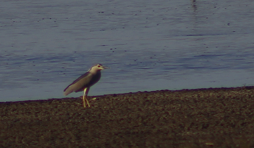 Black-crowned Night-Heron